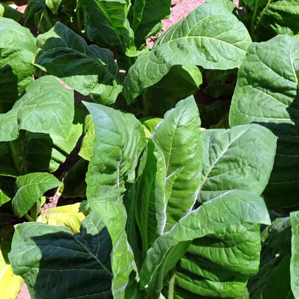 Tabaco Perique (Nicotiana tabacum) semillas