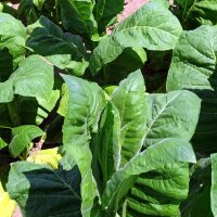 Tabaco Perique (Nicotiana tabacum)