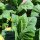 Tabaco Perique (Nicotiana tabacum) semillas