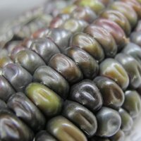 Maíz Verde "Oaxacan Green" (Zea mays) semillas