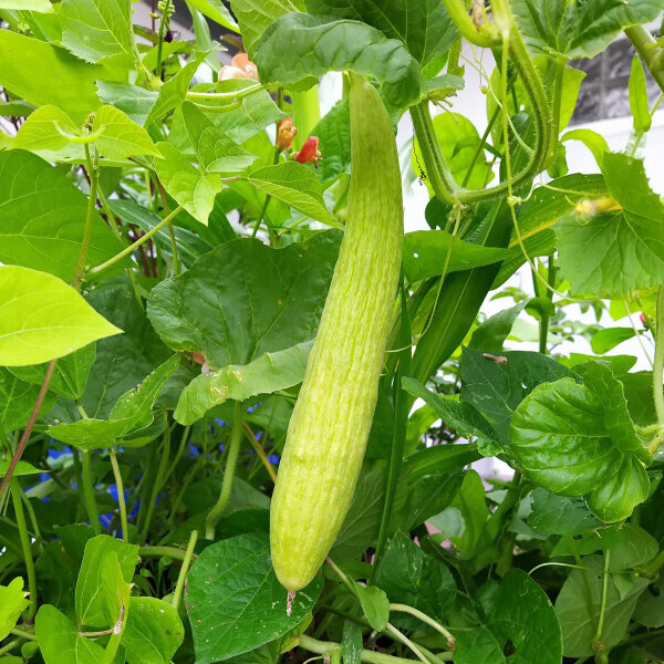 Pepino Armenio (Cucumis melo var. flexuosus) semillas