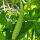 Pepino Armenio (Cucumis melo var. flexuosus) semillas