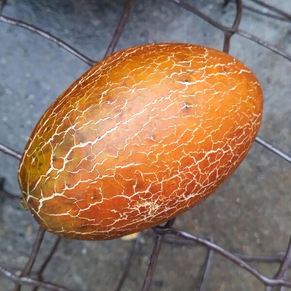 Pepino marrón ruso "Brown Russian" (Cucumis sativus) semillas