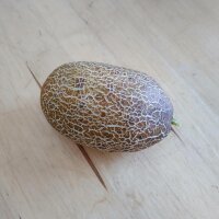 Pepino marrón ruso "Brown Russian" (Cucumis sativus) semillas