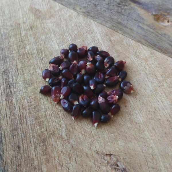 Maíz palomero negro "Dakota Black" (Zea mays) semillas