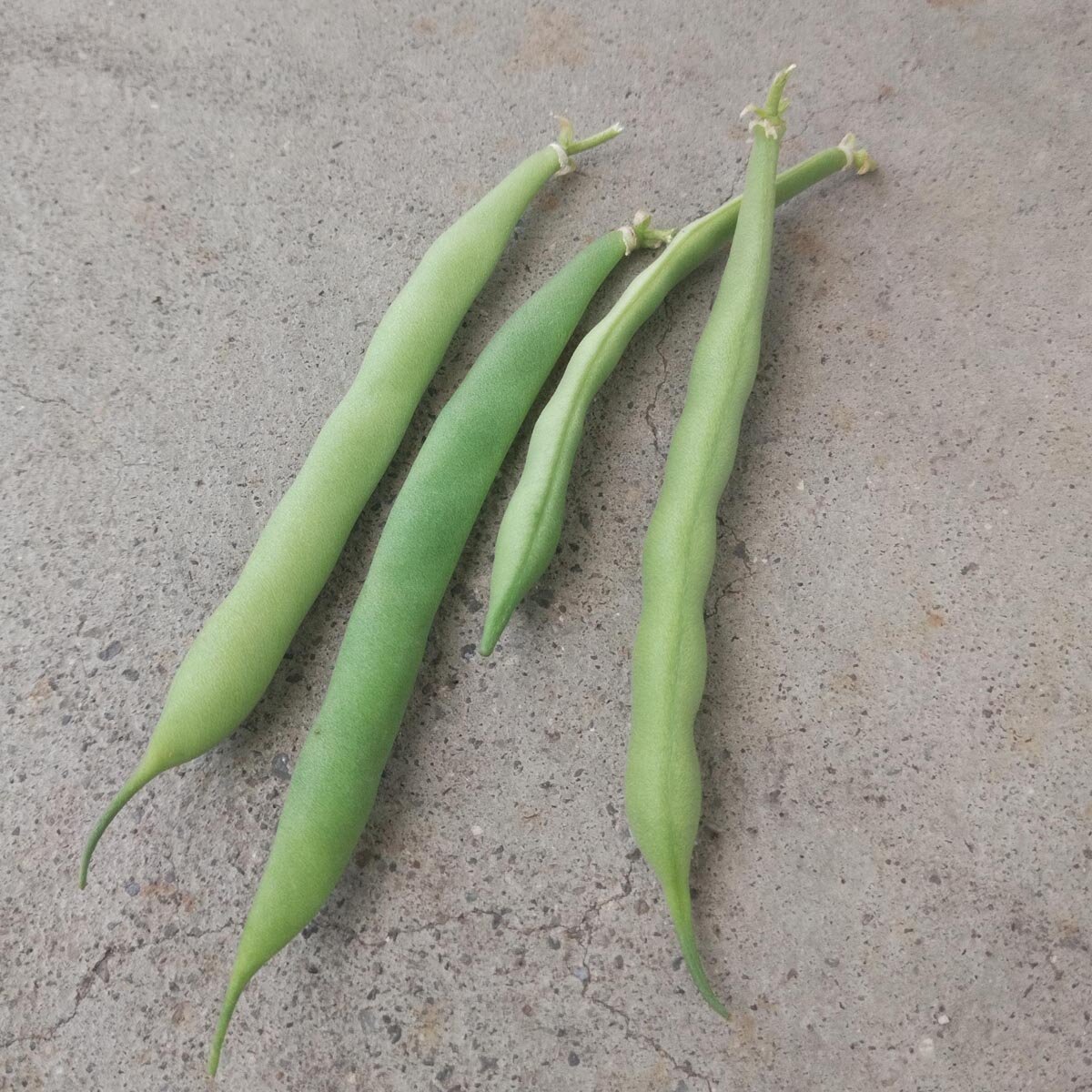 La Judía Común  Phaseolus Vulgaris L. : Una Planta Modelo Para Estudios Geneticos Leguminosas