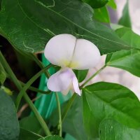 Caupí (Vigna unguiculata) semillas