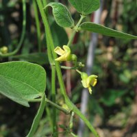 Pallar / Haba de Lima (Phaseolus lunatus) semillas