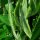 Pallar / Haba de Lima (Phaseolus lunatus) semillas