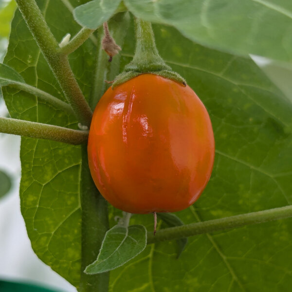Nakati / berenjena etíope (Solanum aethiopicum) semillas