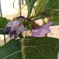 Nakati / berenjena etíope (Solanum aethiopicum)...
