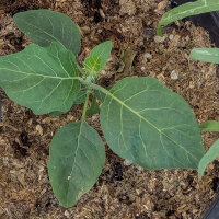 Nakati / berenjena etíope (Solanum aethiopicum) semillas