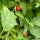 Nakati / berenjena etíope (Solanum aethiopicum) semillas