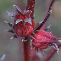 Rosella/ Rosa de Jamaica (Hibiscus sabdariffa) semillas
