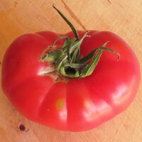 Tomate "Rosa de Berna" (Solanum lycopersicum)...