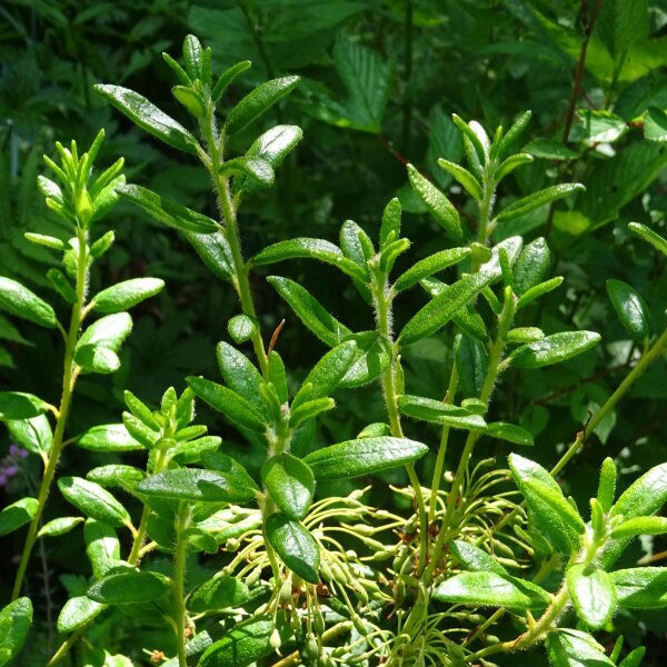 Mirto de Brabante (Myrica gale) semillas