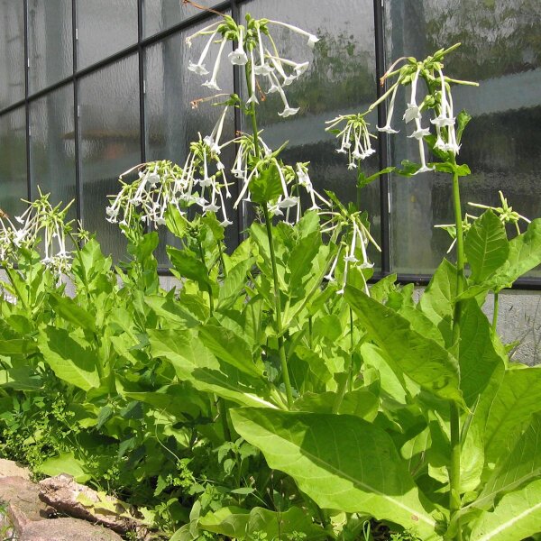 Tabaco del bosque (Nicotiana sylvestris) semillas