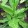 Tabaco del bosque (Nicotiana sylvestris) semillas
