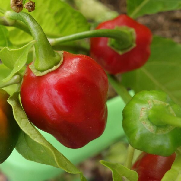 Chile Scotch Bonnet (Capsicum chinense) semillas