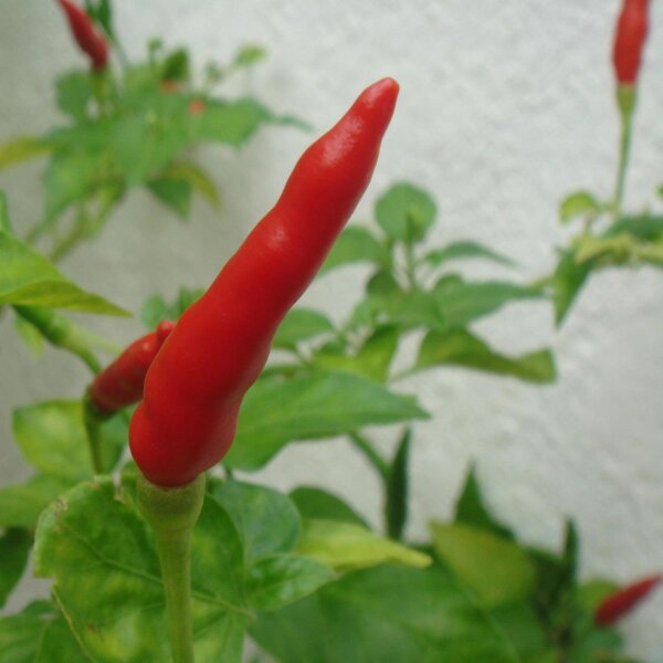 Chile Piri Piri (Capsicum frutescens) semillas