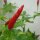 Chile Piri Piri (Capsicum frutescens) semillas