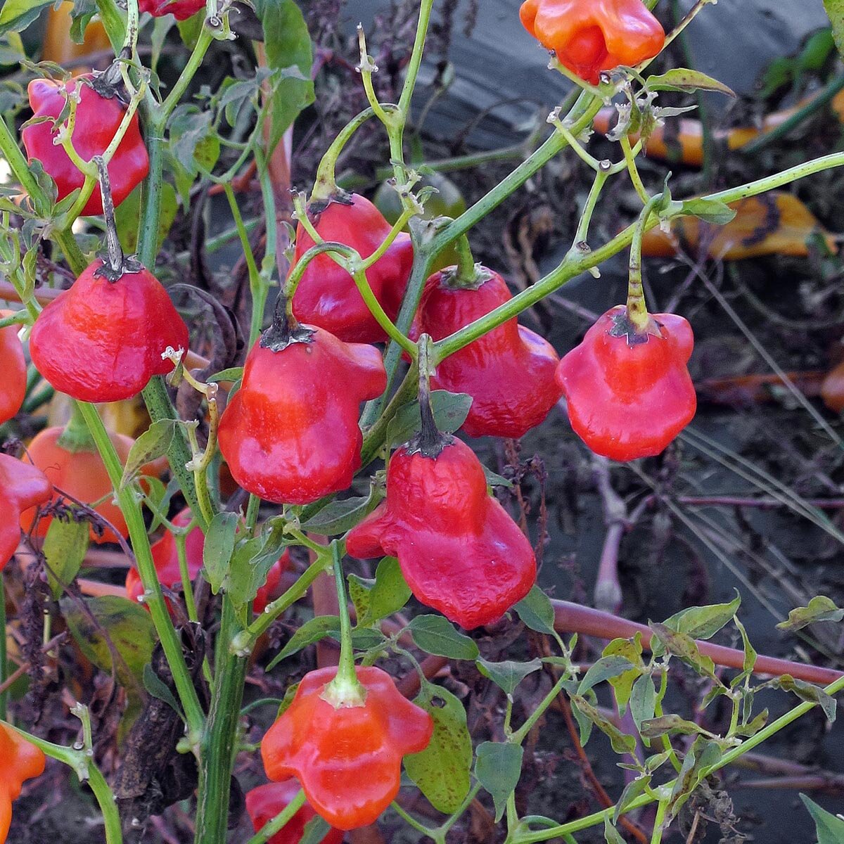 Semillas De Campanilla Sperli 85459 - Enredadera Violeta, Para Balcones Y Paredes