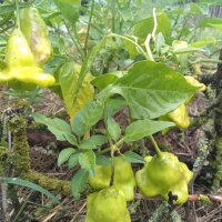 Chile campanilla jamaicano suave Jamaican Bell (Capsicum baccatum) semillas