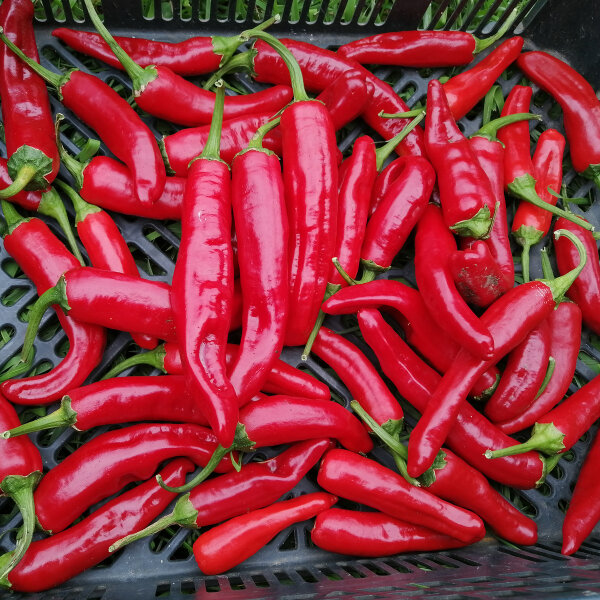 Chile Guajillo (Capsicum annuum) semillas