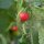 Chile Cascabel (Capsicum annuum) semillas