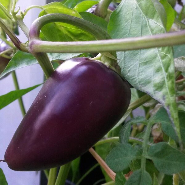 Chile negro Czech Black (Capsicum annuum) semillas
