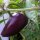 Chile negro Czech Black (Capsicum annuum) semillas