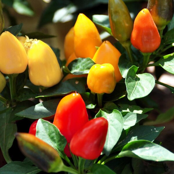 Chile Korean Hot (Capsicum annuum) semillas