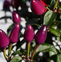 Ají morado peruano Peruvian Purple (Capsicum frutescens) semillas