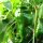 Chile Monkeyface (Capsicum chinense) semillas