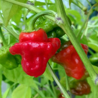 Chile Mini Bonnet Red (Capsicum annuum) semillas
