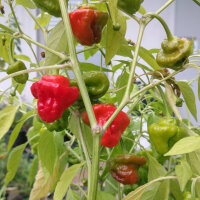 Chile Mini Bonnet Red (Capsicum annuum) semillas