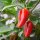 Gorria/ pimiento de Espelette (Capsicum annuum) semillas