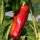 Pimentón rojo de Grecia (Capsicum annuum) semillas