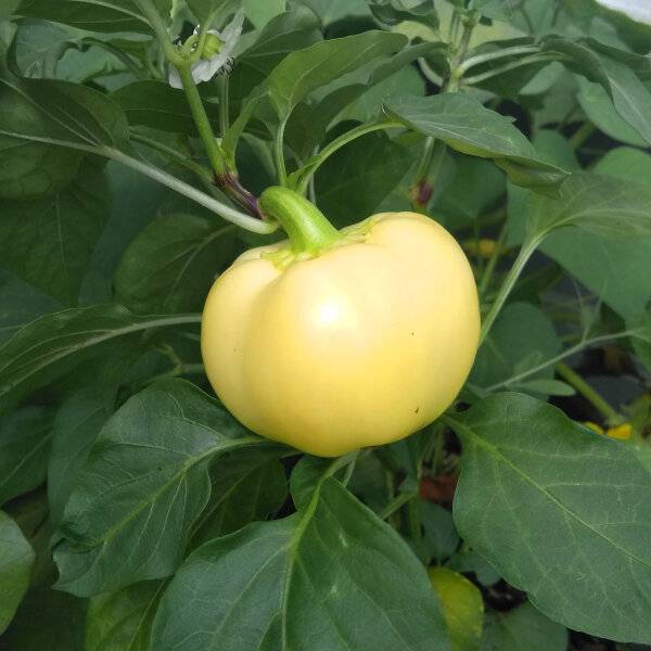 Chile White Fire (Capsicum annuum) semillas