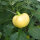 Chile White Fire (Capsicum annuum) semillas