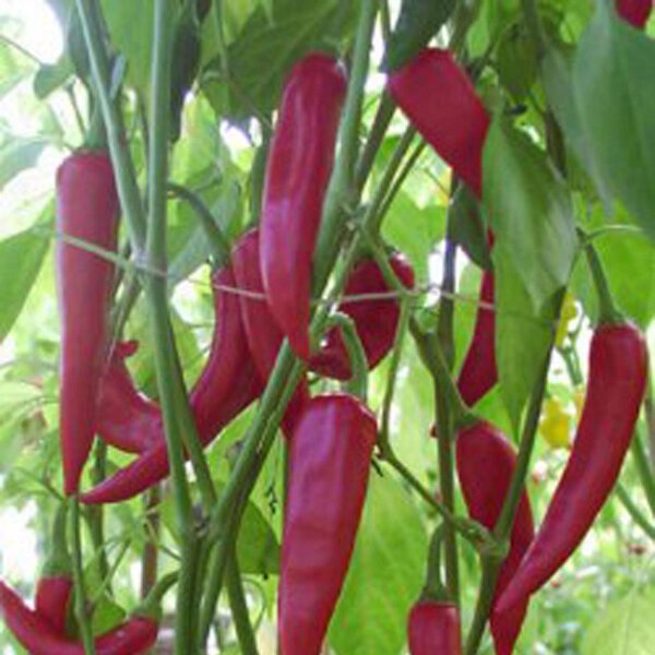 Ají Colorado Picante (Capsicum annuum) semillas