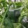 Chilhuacle Negro (Capsicum annuum) semillas