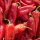 Pimiento Cónico Rojo Grande (Capsicum annuum) semillas