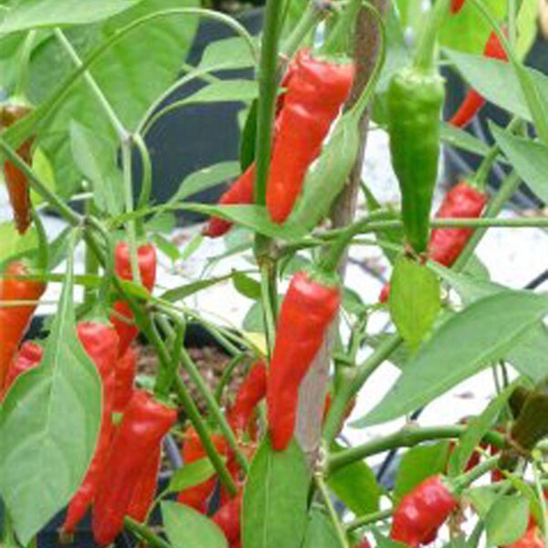 Chile de la Selva Tropical Mazaroni (Capsicum annuum) semillas