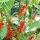 Chile de la Selva Tropical Mazaroni (Capsicum annuum) semillas