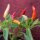Ají Omnicolor (Capsicum baccatum) semillas