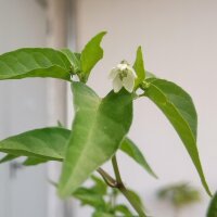 Chile Covincho Chacoense (Capsicum chacoense) semillas