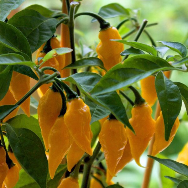 Chile Africano Fatalii amarillo (Capsicum chinense) semillas