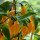 Chile Africano Fatalii amarillo (Capsicum chinense) semillas
