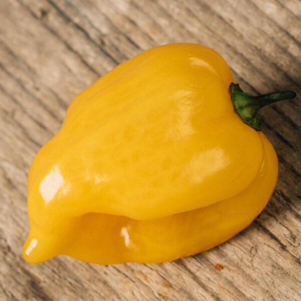 Chile habanero Hot Lemon (Capsicum chinense) semillas